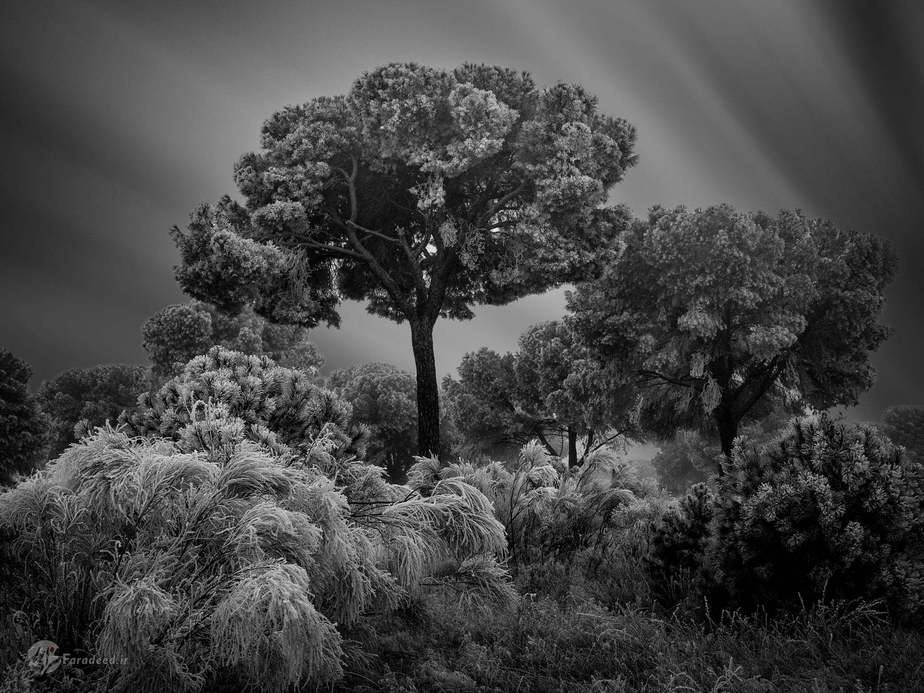 جوزپه ساتریانی، خواب زمستانی، اسپانیا 