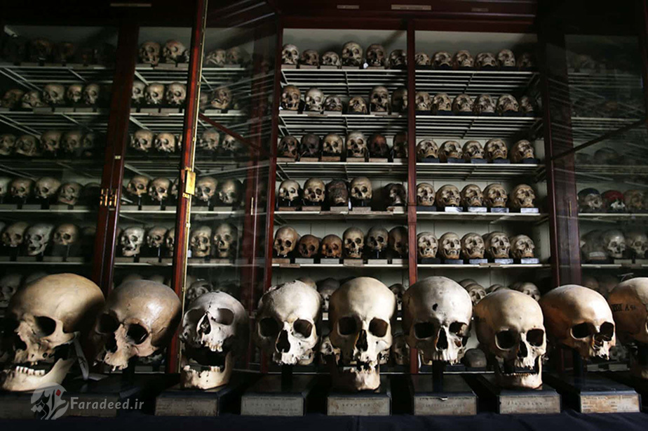 مجموعه‌ای از جمجمه‌های بومیان جزایر قناری در موزه آناتومی دانشگاه ادینبورگ