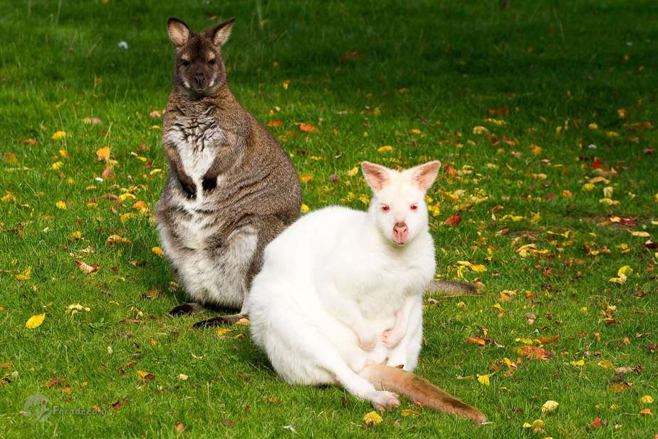 والابی (نوعی کانگورو که جثه کوچکی دارد)