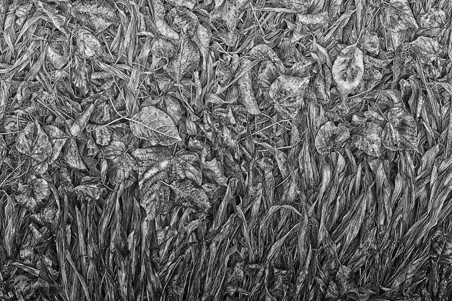 سوزان باتلر، پرنیان برگ، یورک، انگلستان 