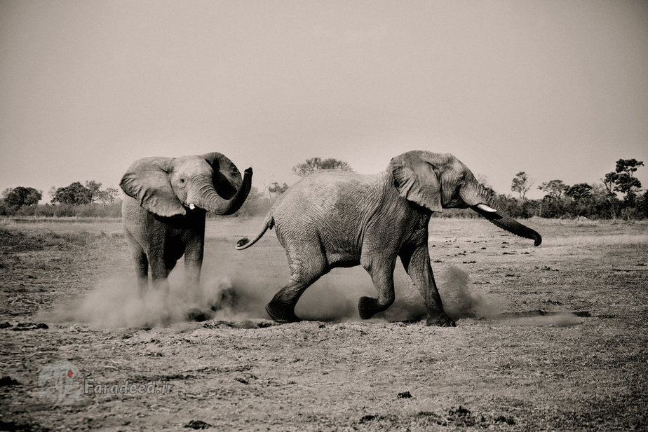 فیل‌ها در هنگام بازی گرد و خاک به پا کرده‌اند