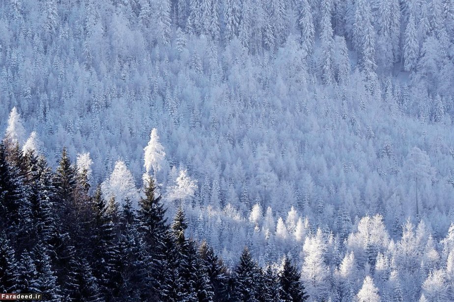جنگل برفی در آلمان
