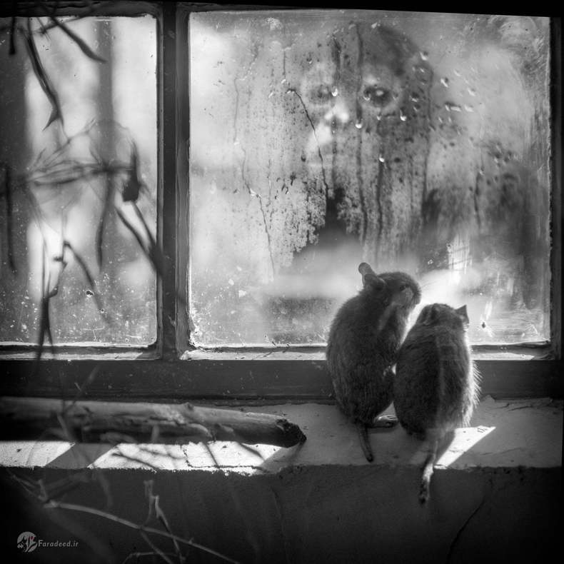 فلوریس: میمون عنکبوتی سرقهوهای، باغ وحش دِر گرون در آلمان