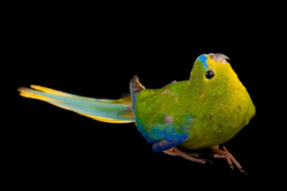 طوطی نوکنارنجی