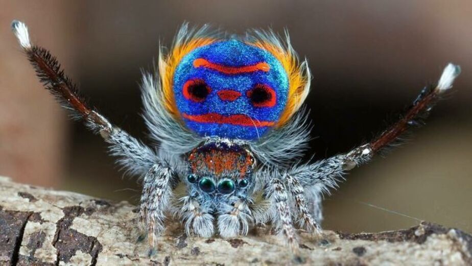 عنکبوت طاووسی با نام علمی Maratus Volans به واسطه رنگ های درخشان در قسمت شکم عنکبوت های نر شناخته شده است. عنکبوت های نر با بالا آوردن این قسمت از بدن خود و انجام حرکات موزون تلاش می کنند تا نظر عنکبوت های ماده را به خود جلب کنند 