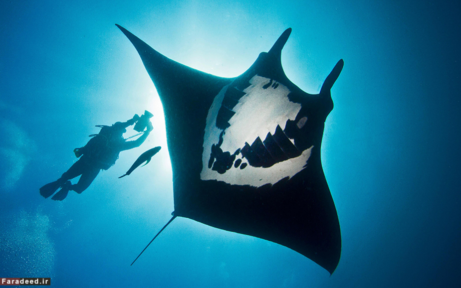 سفره ماهی دیو در نزدیکی جزایر رویاخیخدو، مکزیک mediadrumworld.com/