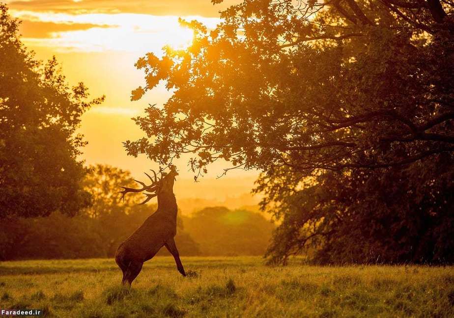 گوزن در ریپون، انگلستان
