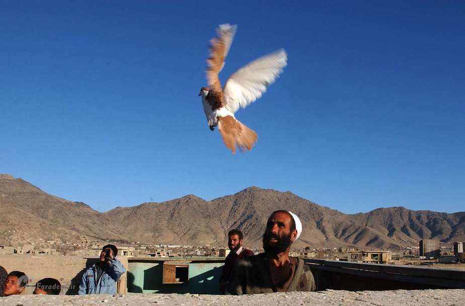 2002- پس از سقوط طالبان پرورش‌دهندگان کبوتر در پشت بام خانه‌شان در کابل، افغانستان. پرورش پرندگان و بازی با آن‌ها یکی از کارهایی بود که طالبان آن را ممنوع کرده بود.