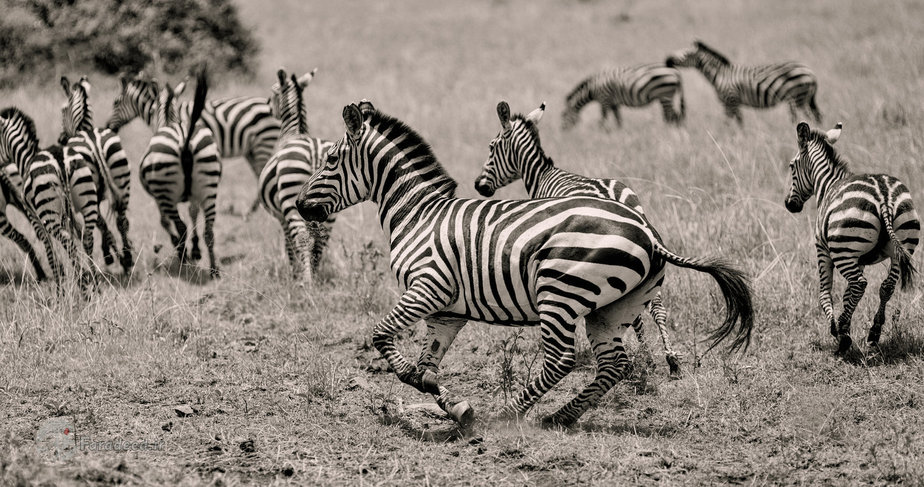 گورخر از ترس فرار می‌کنند 