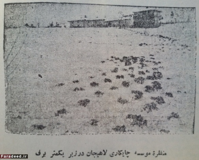 معمای مرگ کاشف السلطنه
