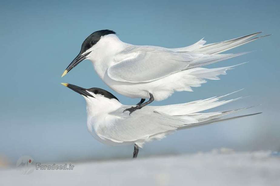 جایزه نقره‌ای رفتار پرندگان؛ پرستوهای دریایی اثر پتر بمبوسک از جمهوری چک