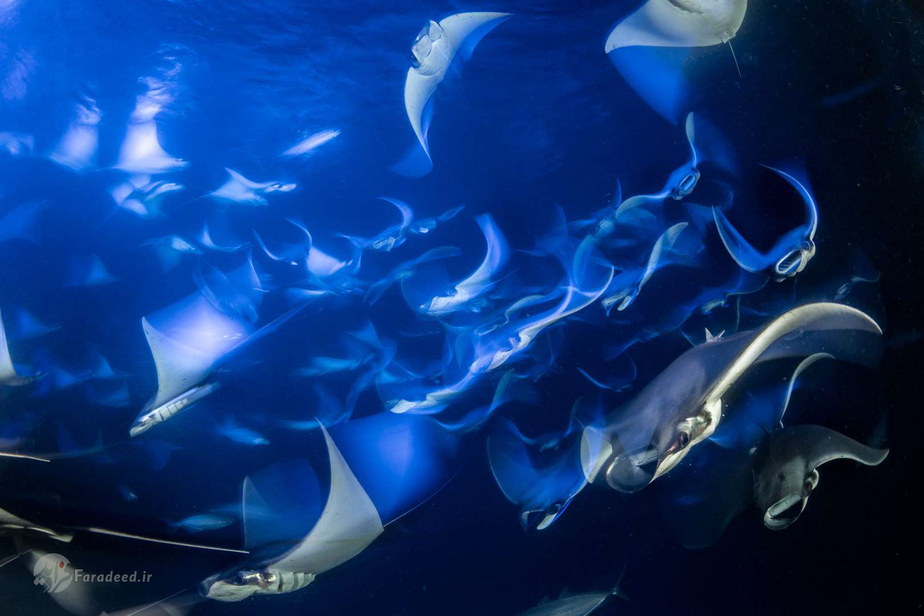 عکس از پلانکتونهای زیر آب در سوئیس