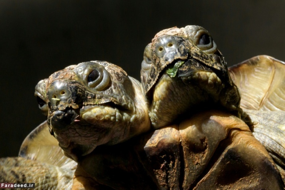 تولد بیست سالگی لاک‌پشت دو سر در موزه تازه طبیعت ژنو