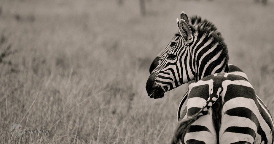 پرتره گورخر