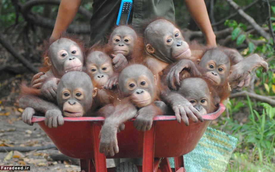 بردن اورانگوتان‌ها به کلاس درس در مورد چگونه زنده ماندن در طبیعت؛ اندونزی SWNS Group
