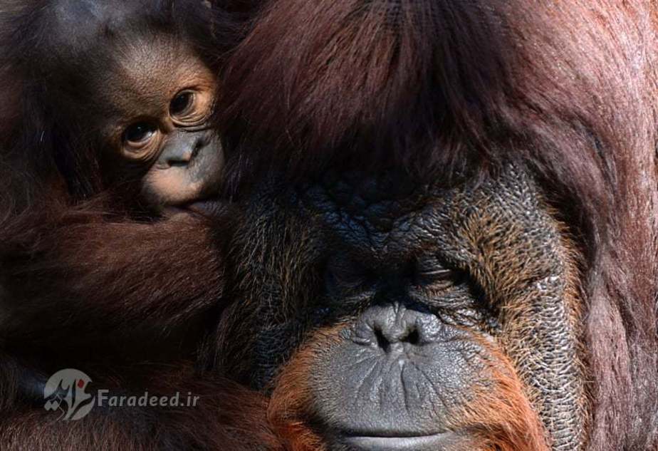 اورانگوتان‌های باغ وحش سریلانکا