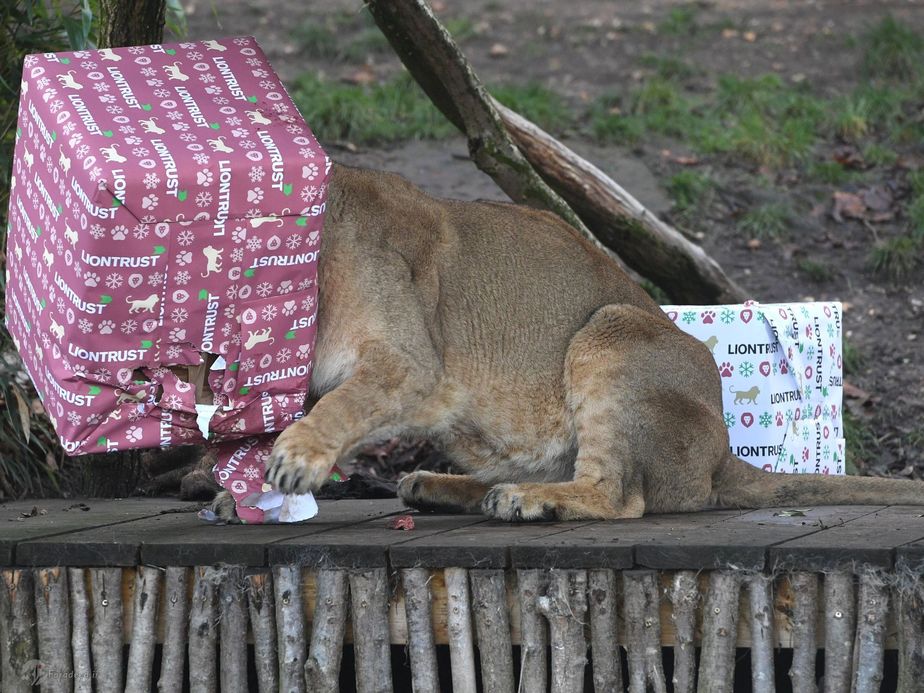 شیر آسیایی جعبه هدیه خود را شکسته است.لندن