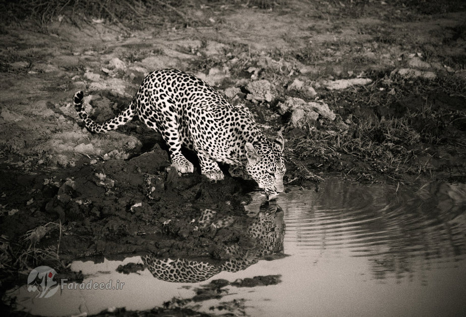 پلنگ در حال نوشیدنِ آب 