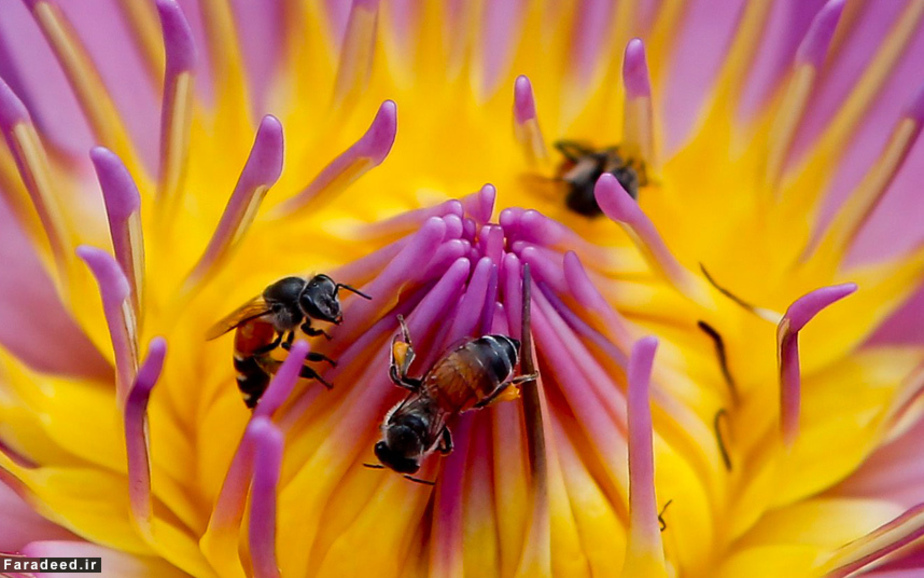 زنبورهای عسل در حال نوشیدن شهد گل نیلوفر در بانکوک، تایلند