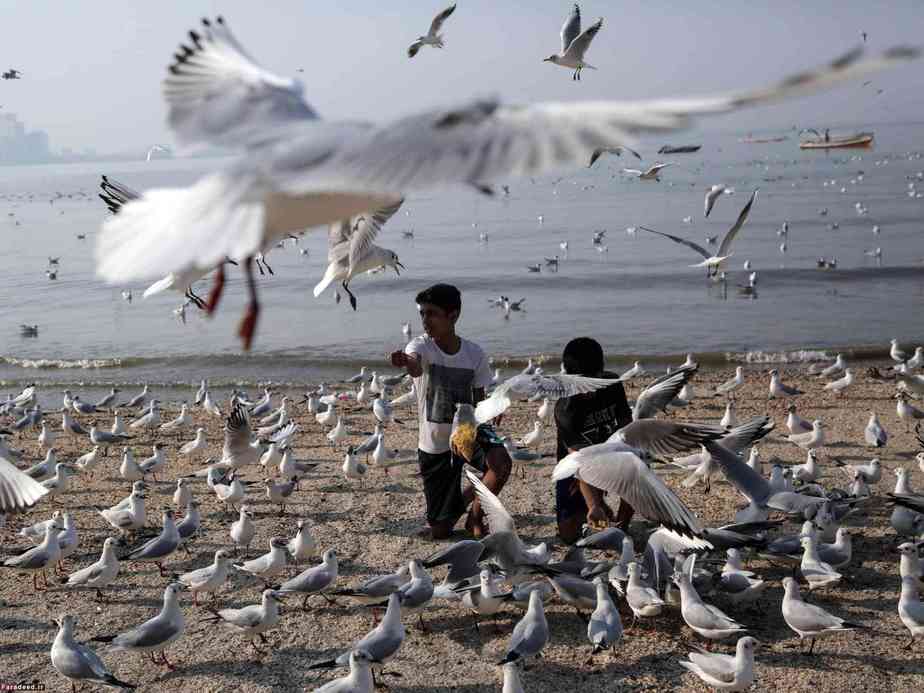 غذا دادن به پرندگان در هند