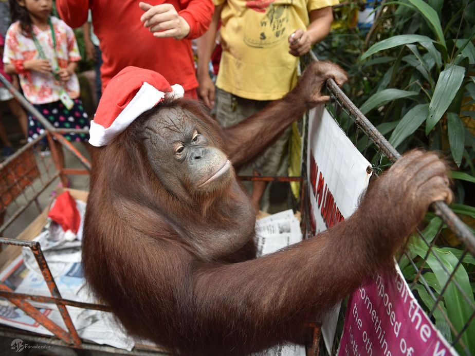 اورانگوتان به کارگران باغ وحش نگاه می کند که در مهمانی کریسمس به کروکودیل ها غذا میدهند.حومه مانیل