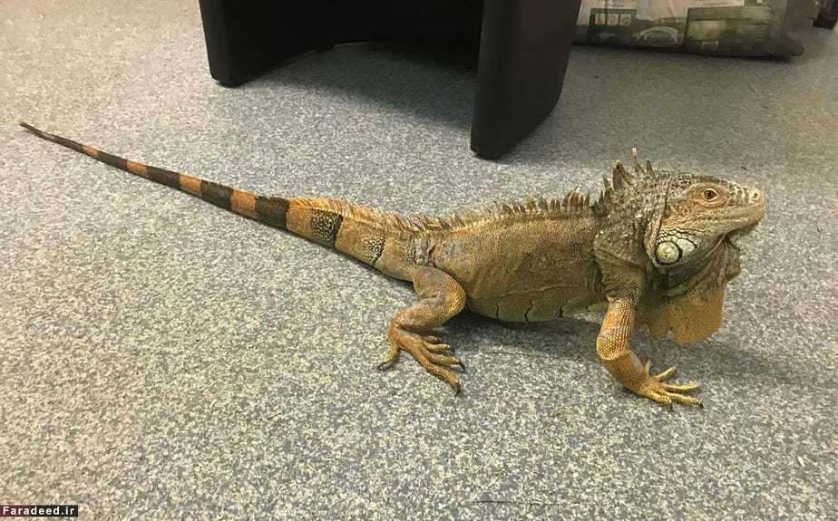 ایگوانا در اسکاتلند
