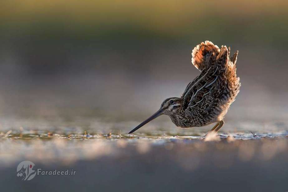 جایزه نقره‌ای بهترین پرتره؛ پاشلک معمولی اثر روئلف مونرال از هلند