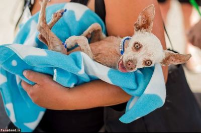 «پورک» 13 ساله از نژاد «چی‌واوا» است و ناخن‌های آبی رنگی هم دارد. پورک قبل از مسابقه در حال استراحت است.