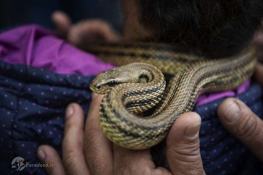 مار برای مردم این منطقه حیوانی مقدس محسوب می گردد
