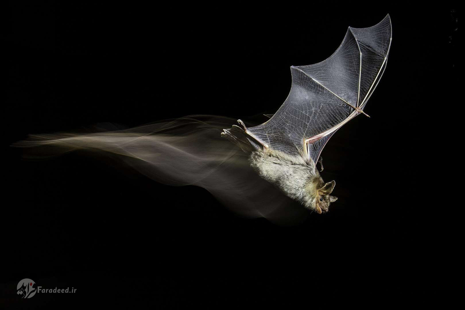 خفاشی در حال پرواز در اسپانیا