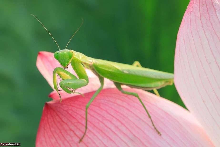 استراحت آخوندک روی گل صورتی؛ چین