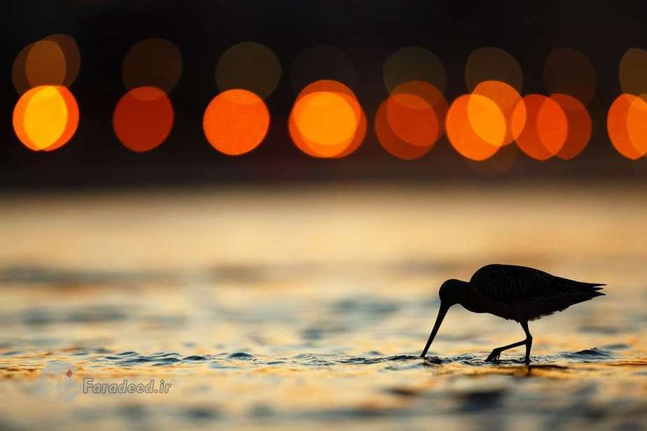 جایزه نقره پرندگان باغ و بوستان؛ نوک دراز آبی اثر ماریو سوارز از اسپانیا 