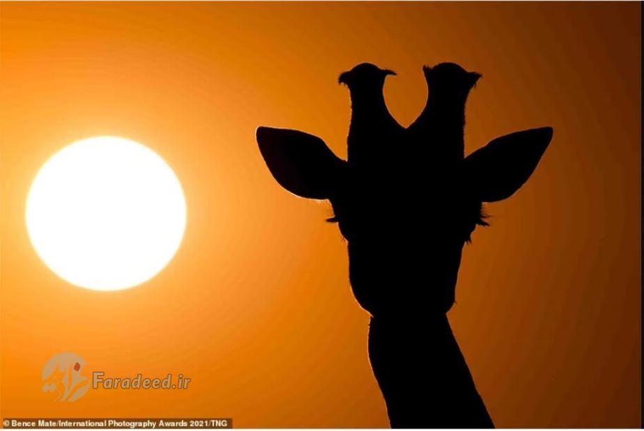 تصاویر سایه‌وار از حیات‌وحش عکاس: Bence Mate 