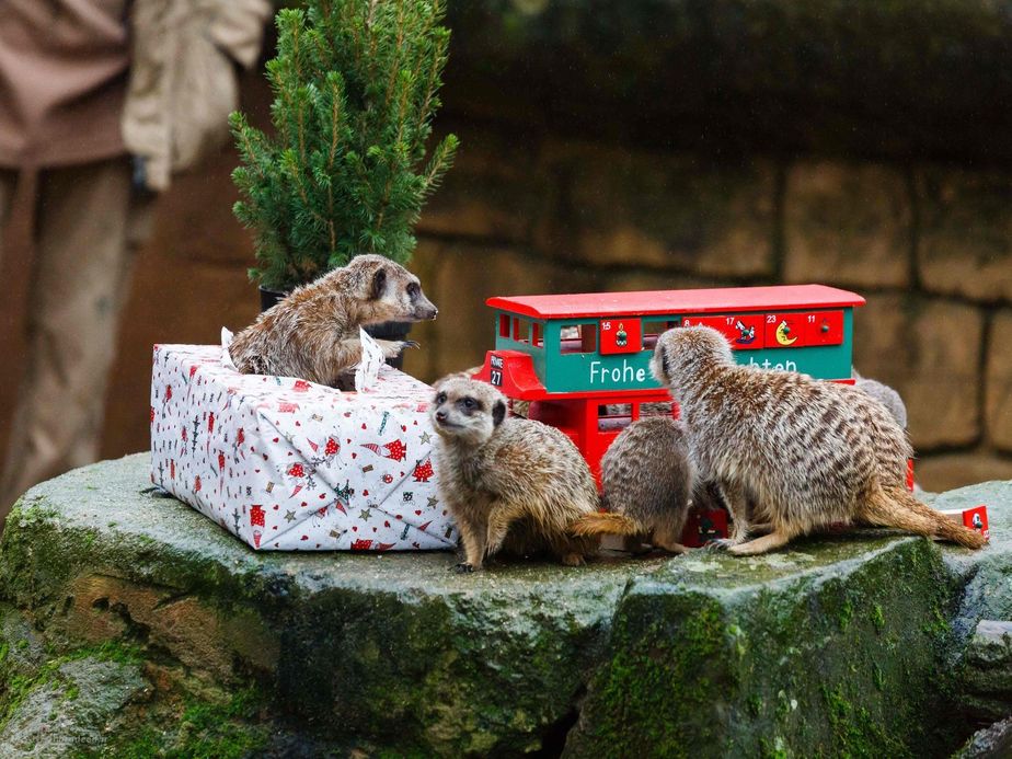 میرکتها هدیه کریسمس خود را بررسی می کنند.آلمان