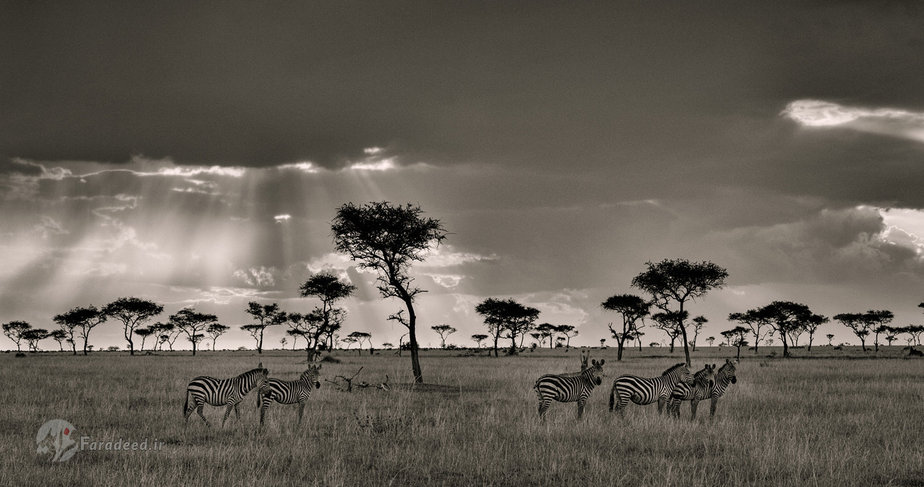 گورخرها در طلوع خورشید 