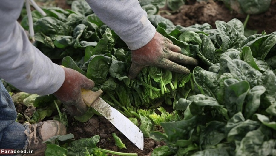 اسفناج حاوی 91.4درصد آب می باشد.