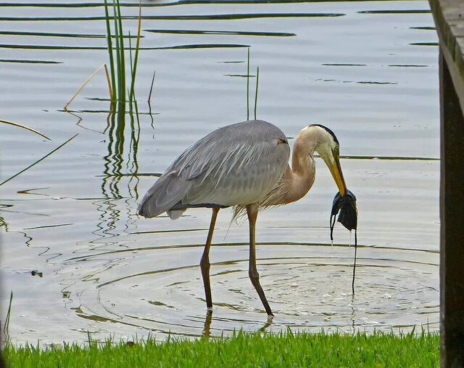 پرنده‌ای که در جستجوی خوراک، ماسک نصیبش می‌شود 