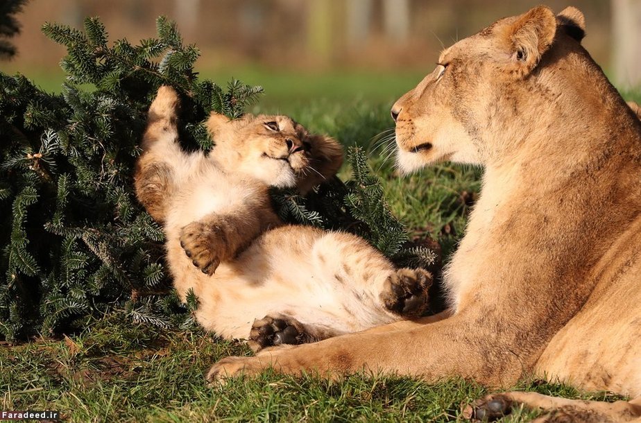 شیرها در سافاری پارک در انگلیس